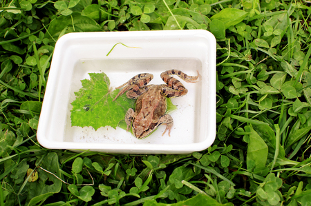 Frog sitting in the boxの写真素材