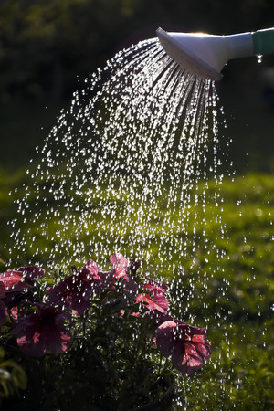 watering in the gardenの写真素材