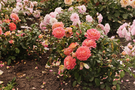 Roses showered in autumn Parkの写真素材