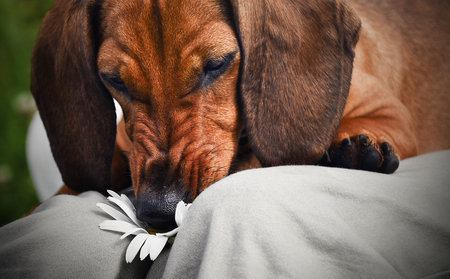 Dachshund playing with a Daisy flowerの写真素材