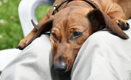 Dog resting on the lap of the ownerの写真素材
