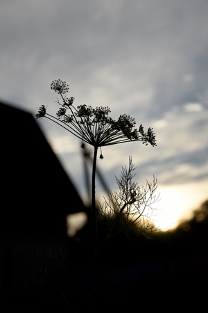 Silhouette of a dill on the sunset skyの写真素材