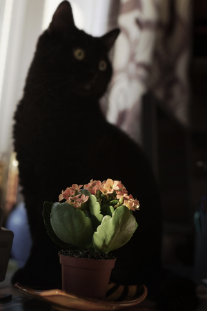 Silhouette of Black cat and a pot of flowers Kalanchoeの写真素材