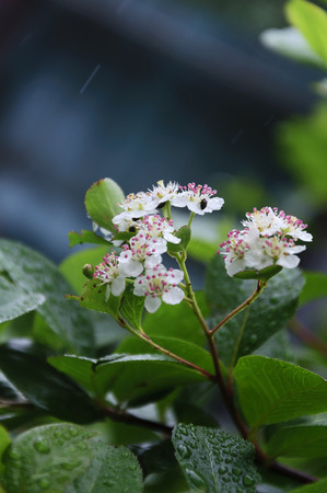 Flowers Aronia melanocarpa in the garden in the rainy weatherの写真素材