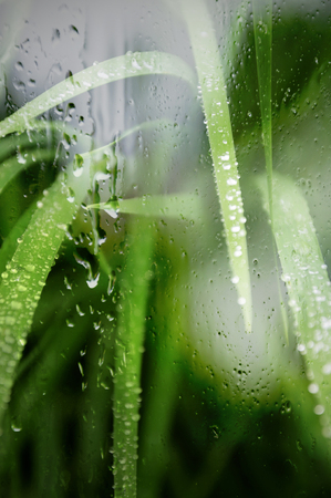 Dew on green grass, view through wet glassの写真素材