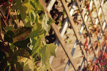 Green leaves of plant on a wooden lattice of the verandaの写真素材