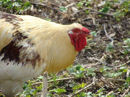 Beautiful cock closeup