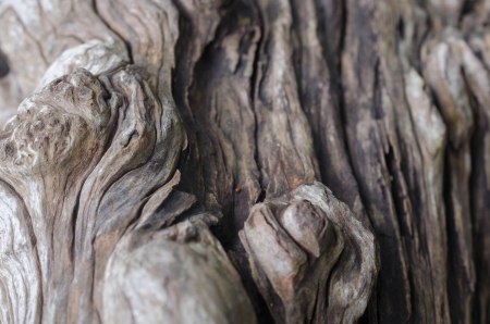 wood backgroundの写真素材