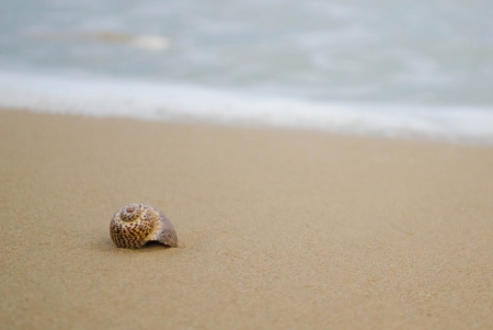 shell on the beach