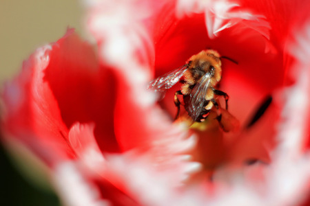 Bee on red blossoming flower, outdoors, collect pollen, close-up, spring, summer, garden, parkの写真素材