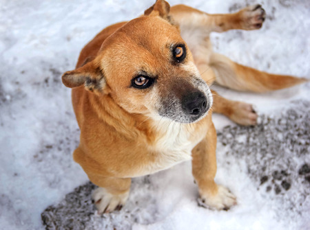 dog pet, chestnut, snow, winter, kind eyes, close-up, outdoors, looking into the camera, a true friendの写真素材