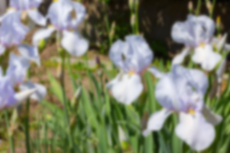 Irises White     flowers, perennial, spring flower, blurredの写真素材