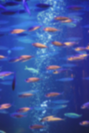 aquarium with fish, blurred for backgroundの写真素材