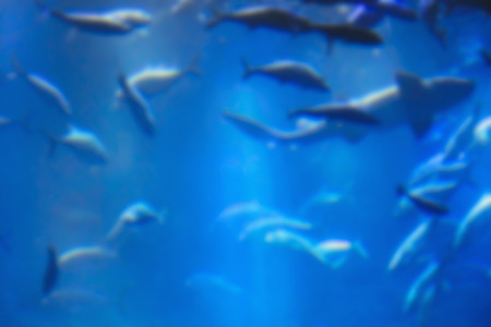 aquarium with fish, blurred for backgroundの写真素材