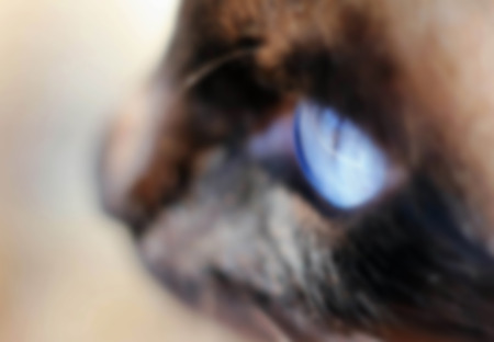 cat's eye, predatory or affectionate look, cute pets love to hunt and are ready to attack the victim, blurredの写真素材