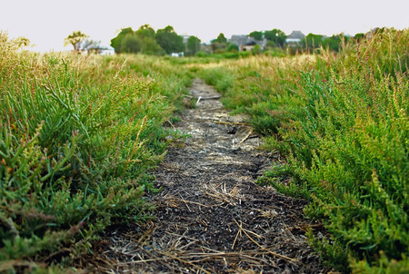 trail, dirt path with grass goes into the distance, very soft focus