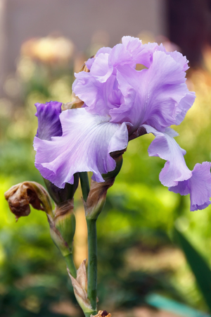 iris garden flower blooming in the garden, soft focusの写真素材