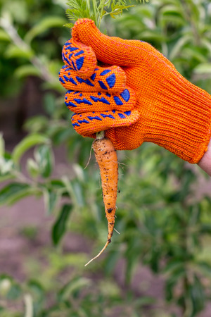 fresh carrot from the garden cleaning work in the garden in the summer, taking care of flowers and plants, hands in garden gloves gardenerの写真素材