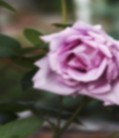 background of pink rose in a garden blurredの写真素材