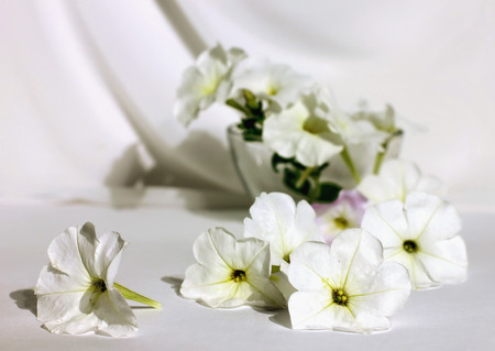 Still life with white petunias on a white fabric flowers in white spreadの写真素材