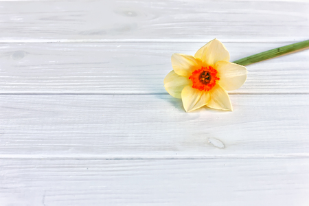 yellow fresh daffodil flower on a white wooden background. Place for textの写真素材