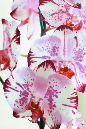 flowers orchids on a white background. blooming orchid. Decorative Flowerの写真素材