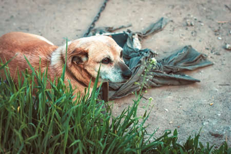 sad yard dog tied to a chain, lies on the ground and looksの写真素材