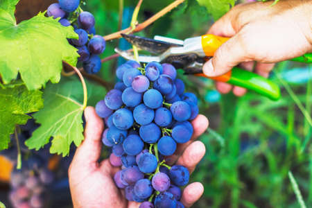 harvesting of ripe grapes, Red wine grapes on vine in vineyard, close-up. Farmers receive freshly...