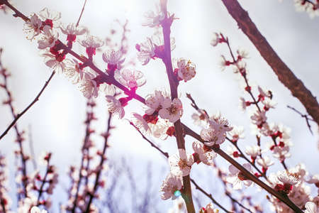 flowering trees in early spring close-up, on a sunny spring dayの写真素材