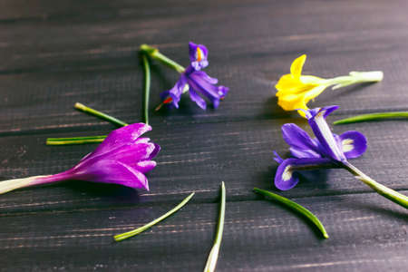 Crocuses, Saffron are very beautiful spring flowers. Care and planting. Cultivation of crocus at home. Crocuses on a wooden backgroundの写真素材