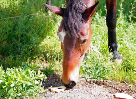 horse is a large face. eats bread on the ground. Soft focusの写真素材