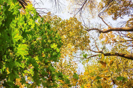 multi-colored crowns of trees in the fall against the blue sky. Bottom up viewの写真素材