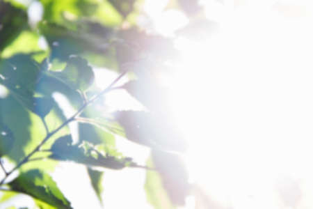 white background with blurred tree branches, located in the corner