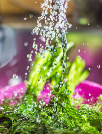 Wash fresh parsley, dill shower, kitchen, dishes, fresh herbs wash, water sprayの写真素材