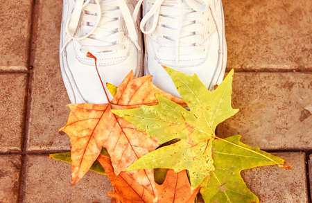 Legs in sneakers against the background of autumn leavesの写真素材