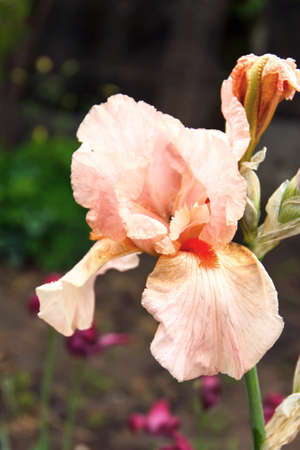 iris flowers, a beautiful spring flower bright color is different shades