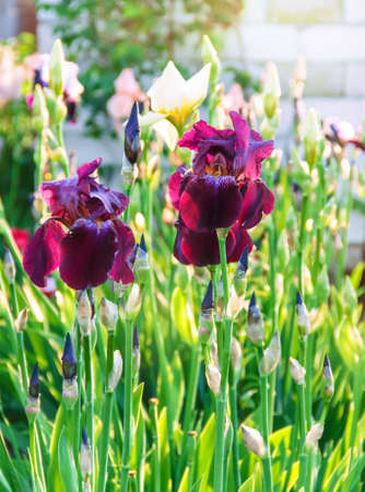 iris flowers, a beautiful spring flower bright color is different shadesの写真素材