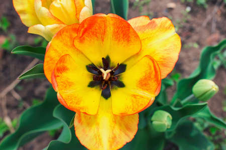 tulip flower close-up, blurred, tulip floral spring background. Easter Spring flowers. Elegant...