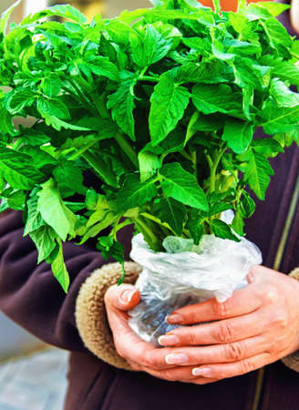 Seedlings of tomatoes in the hands of women farmers holding before planting