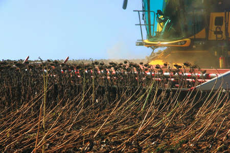 combine harvester, working on the harvest of a ripe sunflower. Agriculture. Cultivated area. The concept of agronomy, agriculture, livestock.の写真素材