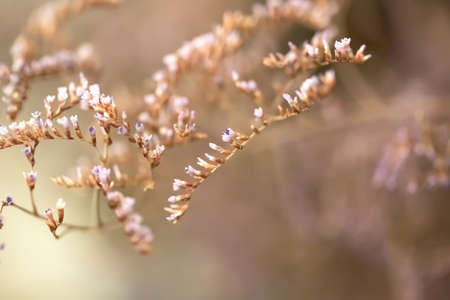 background with lilac wildflowers and herbs. macro photography. Place for textの写真素材