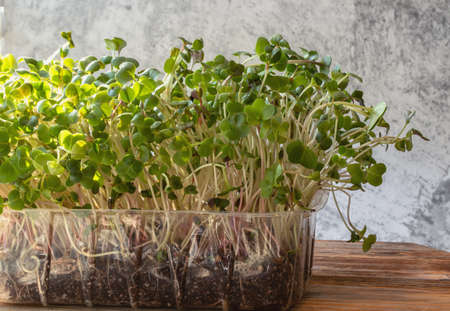 Radish microgreens. with seeds and roots. Germination of microgreens. Germination of seeds at home....