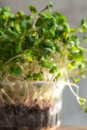 Radish microgreens. with seeds and roots. Germination of microgreens. Germination of seeds at home....
