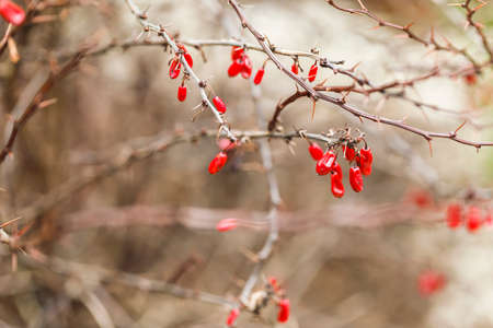 Berries of red barberry in winter on a branch. Berberis vulgaris on a bush in the autumn forest,...