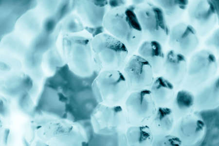 bacteria or cells under the microscope. Multiplication of bacteria or infection. Microbes. Bacteria. attacking cells - Imageの写真素材