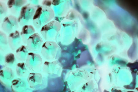 bacteria or cells under the microscope. Multiplication of bacteria or infection. Microbes. Bacteria. attacking cells - Imageの写真素材