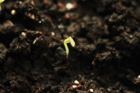 green shoots, sprouted grain sprouts - ripe and succulent herbs