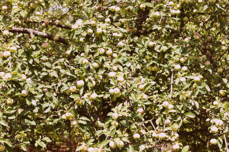 Ripening apples on a tree close up, sunny day. Photo of mature apples on a tree, fruit apple background. Selective focusの写真素材