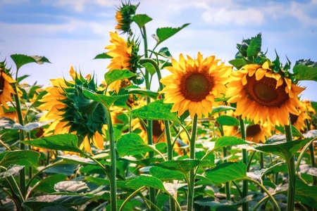 Bright yellow flower of a sunflower against a blue sky on a sunny day. sunflower field. Production of pellets from husk and sunflower oil. selective-focusの写真素材