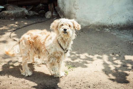 dog on chain guarded house. The dog protects the house. looking at the cameraの写真素材